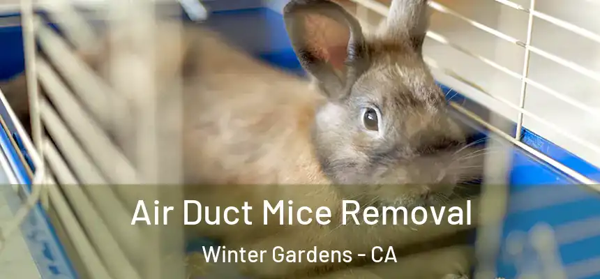 Air Duct Mice Removal Winter Gardens - CA